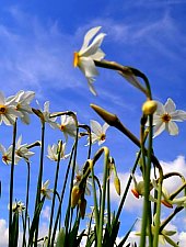 Nárcisz mező, Oroszhegy , Fotó: Csedő Attila