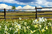 Nárcisz mező, Oroszhegy , Fotó: Fodor István