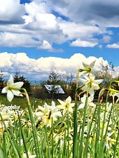 Nárcisz mező, Oroszhegy , Fotó: Fodor István