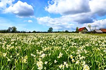 Nárcisz mező, Oroszhegy , Fotó: Fodor István