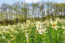 Nárcisz mező, Oroszhegy , Fotó: Fodor István