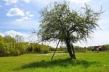 Nárcisz mező, Oroszhegy , Fotó: Fodor István