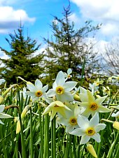 Nárcisz mező, Oroszhegy , Fotó: Fodor István