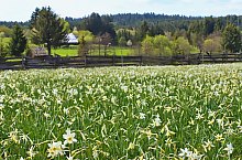 Nárcisz mező, Oroszhegy , Fotó: Fodor István