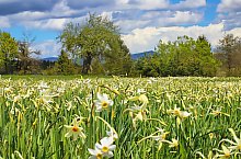 Nárcisz mező, Oroszhegy , Fotó: Fodor István