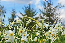 Nárcisz mező, Oroszhegy , Fotó: Fodor István