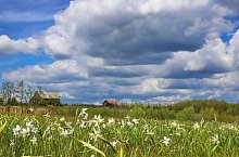 Nárcisz mező, Oroszhegy , Fotó: Fodor István