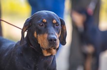 Expozitia canina, Sangeorgiu de Padure , Foto: Boda Gergely Levente