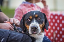 Expozitia canina, Sangeorgiu de Padure , Foto: Boda Gergely Levente