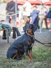Expozitia canina, Sangeorgiu de Padure , Foto: Boda Gergely Levente