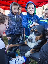 Expozitia canina, Sangeorgiu de Padure , Foto: Boda Gergely Levente
