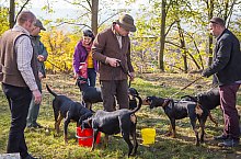 Expozitia canina, Sangeorgiu de Padure , Foto: Boda Gergely Levente