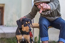 Expozitia canina, Sangeorgiu de Padure , Foto: Boda Gergely Levente