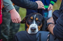 Expozitia canina, Sangeorgiu de Padure , Foto: Boda Gergely Levente