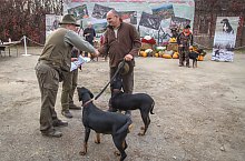 Expozitia canina, Sangeorgiu de Padure , Foto: Boda Gergely Levente