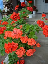 Capalnita , Foto: WR