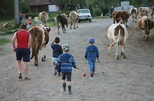 Chibed , Foto: Barabási Attila Csaba