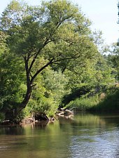 Chibed , Foto: Barabási Attila Csaba