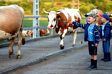 Chibed , Foto: Barabási Attila Csaba