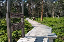 Fântâna Brazilor: Peat moss