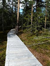Peat moss, Fântâna Brazilor , Photo: Florin Arjocu