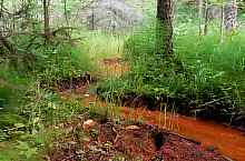 Izvoarele Minerale, Harghita Bai , Foto: Marsovszy Zsuzsanna