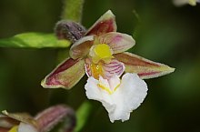 Rezervatia Dumbrava Harghitei, , Foto: Wikipedia