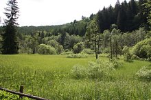 Rezervatia Dumbrava Harghitei, , Foto: Török Péter