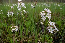 Rezervatia Dumbrava Harghitei, , Foto: Csedő Attila