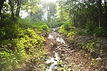 Paraul Rez, Paltinis , Foto: WR