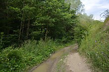 Paraul Rez, Paltinis , Foto: WR