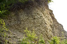 Paraul Rez, Paltinis , Foto: WR