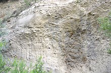 Paraul Rez, Paltinis , Foto: WR