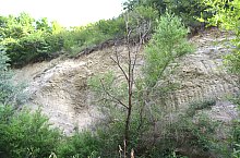 Paraul Rez, Paltinis , Foto: WR