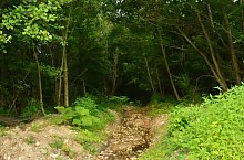 Paraul Rez, Paltinis , Foto: WR