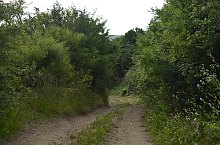 Paraul Rez, Paltinis , Foto: WR