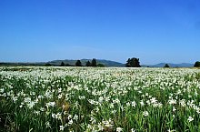 Sancel: Daffodil meadow
