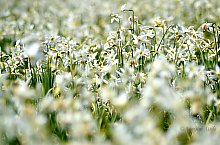 Daffodil meadow, Sancel , Photo: Adorjáni Attila