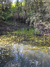 Kismolnári tó, Hosszúmező , Fotó: WR