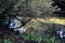 Kismolnári tó, Hosszúmező , Fotó: WR