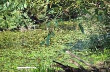 Kismolnári tó, Hosszúmező , Fotó: WR