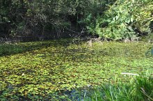 Kismolnári tó, Hosszúmező , Fotó: WR