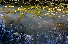 Kismolnári tó, Hosszúmező , Fotó: WR