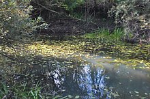 Kismolnári tó, Hosszúmező , Fotó: WR