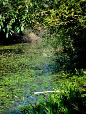 Kismolnári tó, Hosszúmező , Fotó: WR