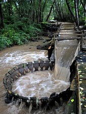 Măruț szőnyegmosó, Szaplonca , Fotó: Țecu WR