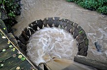 Măruț szőnyegmosó, Szaplonca , Fotó: Țecu WR