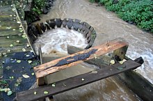 Măruț szőnyegmosó, Szaplonca , Fotó: Țecu WR