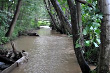 Măruț szőnyegmosó, Szaplonca , Fotó: Țecu WR