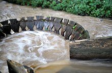 Măruț szőnyegmosó, Szaplonca , Fotó: Țecu WR